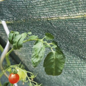 Roșiile sunt printre cele mai cultivate legume în România, însă temperaturile ridicate din sezonul cald pot afecta serios producția acestora. Montarea unei plase de umbrire în solarii este o soluție eficientă pentru protejarea culturilor de arsurile solare, reglarea temperaturii și creșterea randamentului.