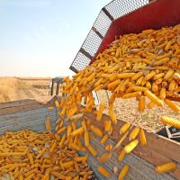 agroind farm_corn production