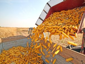 agroind farm_corn production
