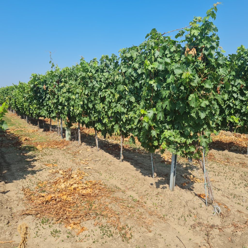 domeniile mitroi_winegrapes_corteva agriscience (4)