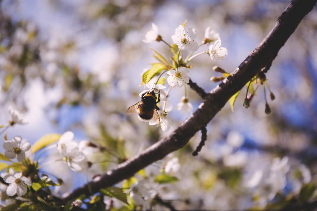 bee paradise_corteva agriscience_2