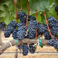 corteva agriscience_romanian farmers leading the way with sustainable innovation_grapes