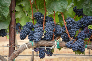 corteva agriscience_romanian farmers leading the way with sustainable innovation_grapes