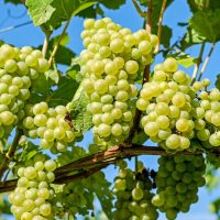 Consultare publică lansată de AFIR pentru investițiile în struguri de masă