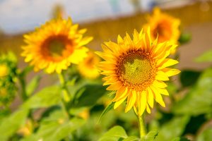 sunflower crop_corteva agriscience