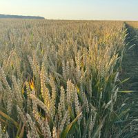 cereal crops_corteva agriscience