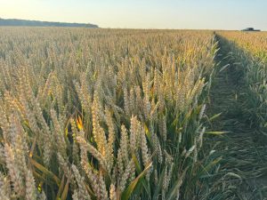 cereal crops_corteva agriscience
