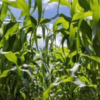 Produsele biologice ajută culturile să performeze prin utilizarea mai inteligentă a azotului