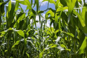 corn crop_corteva agriscience