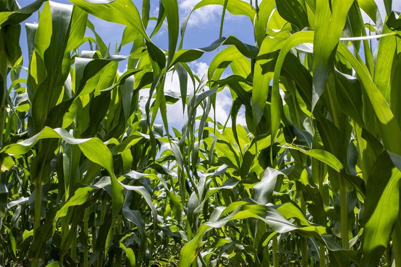 corn crop_corteva agriscience
