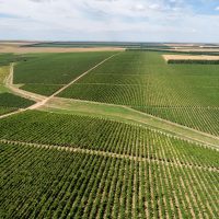 Producția de vin în România, între tradiție și inovație