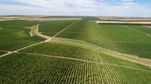 crama viisoara_corteva agriscience_2