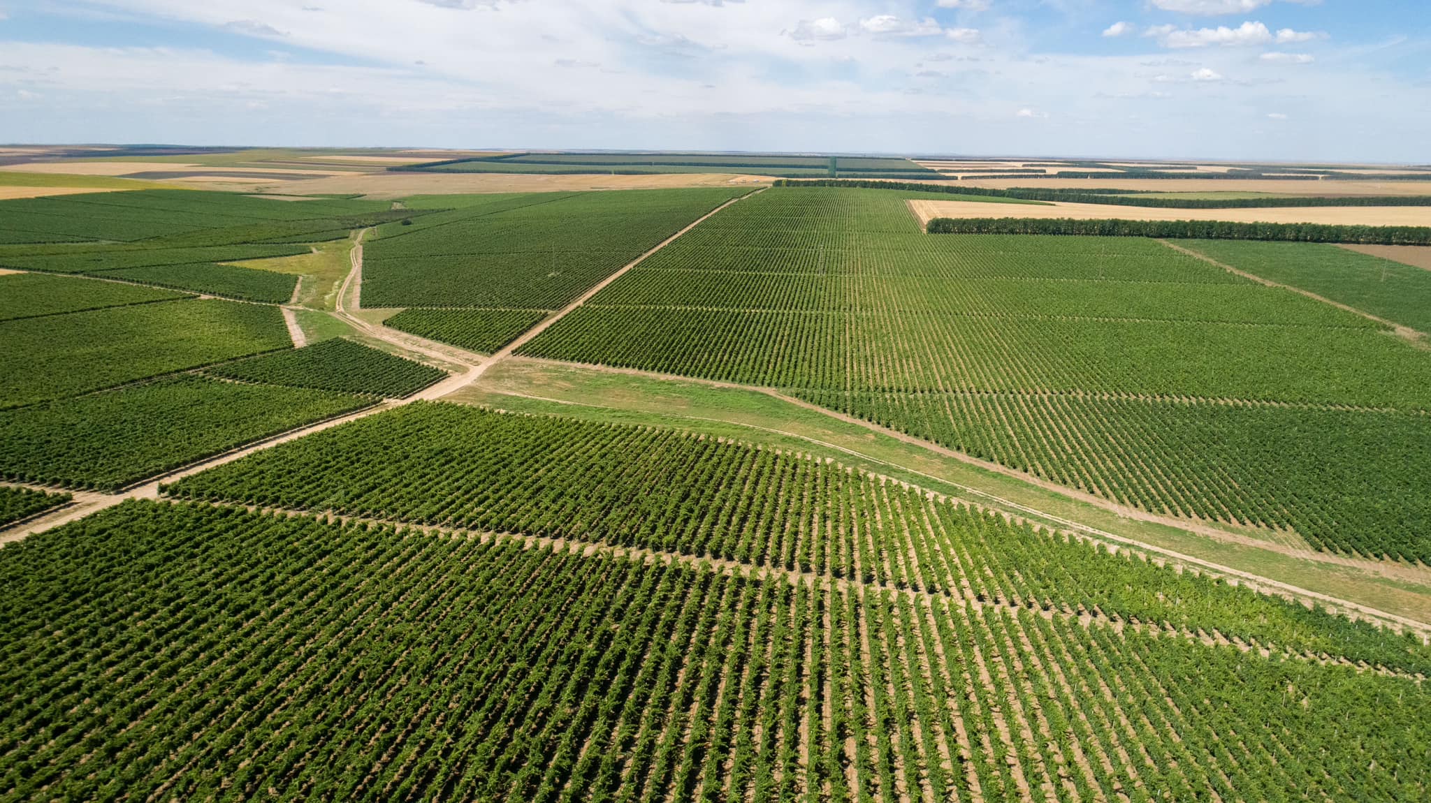Producția de vin în România, între tradiție și inovație